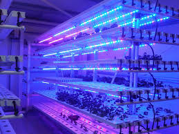 L'usine fluorescente de la serre chaude T5 LED élèvent des lumières pour la laitue, chou